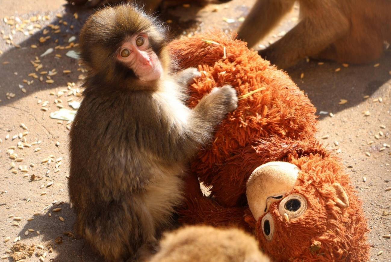El éxito del objeto transicional en la reinserción social del macaco Punch