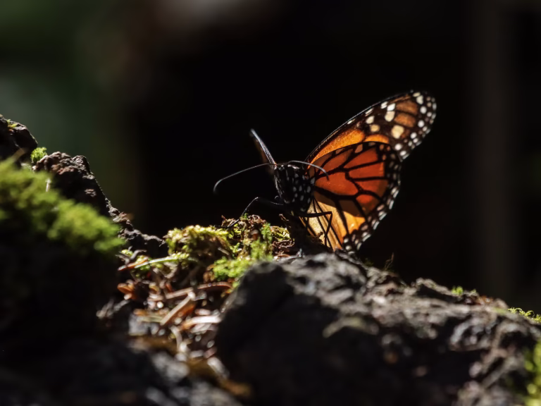 Ciclo de retorno: Millones de mariposas monarca inician migración hacia el norte