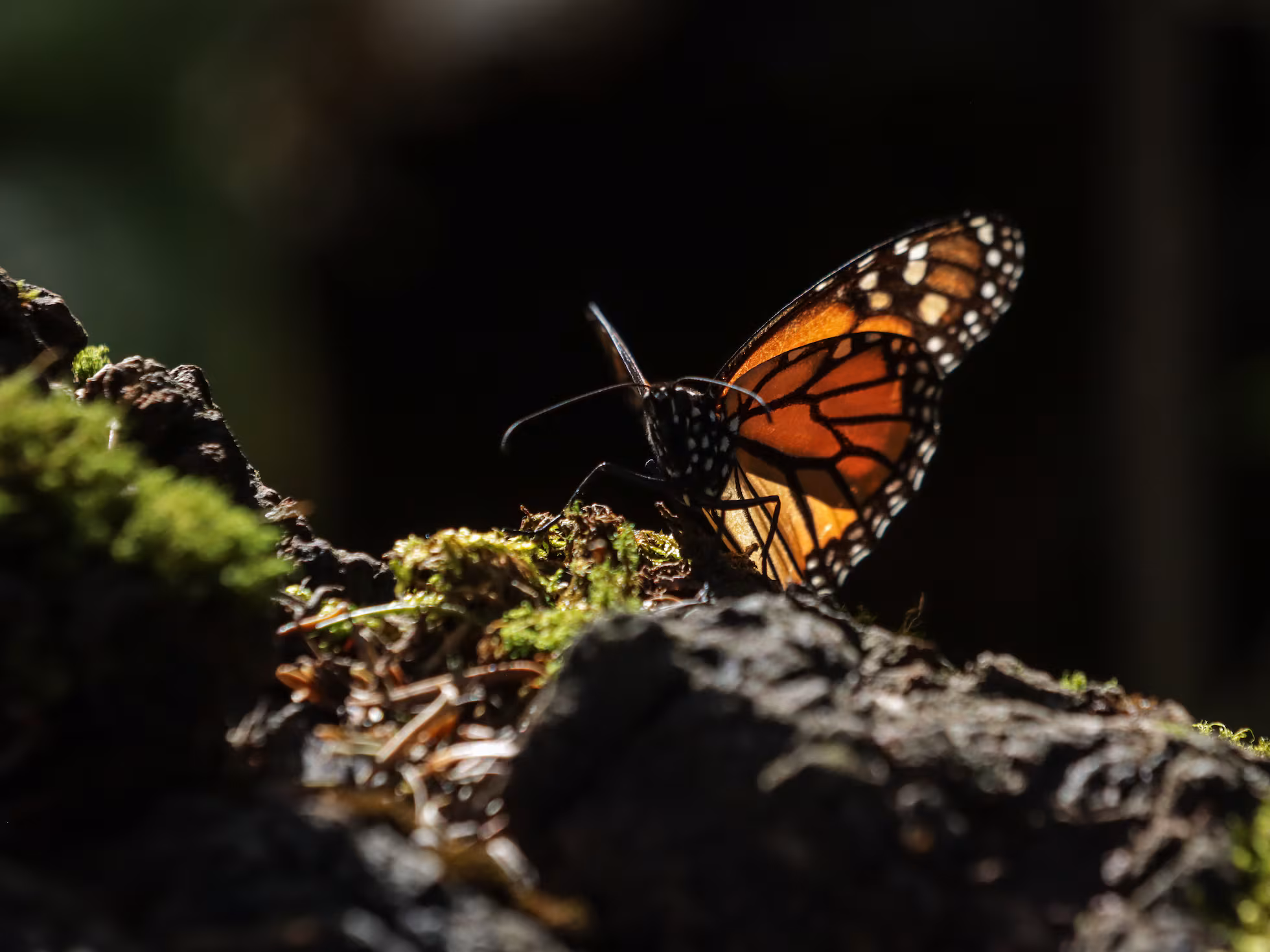 Ciclo de retorno: Millones de mariposas monarca inician migración hacia el norte