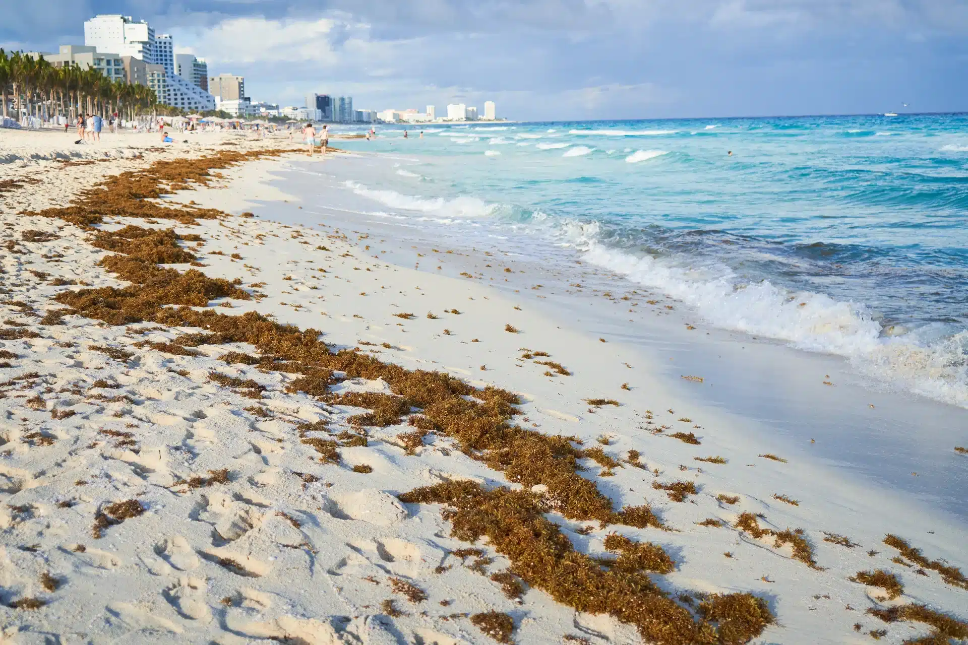 Sargazo: La ola récord que transformará el Caribe mexicano en 2026