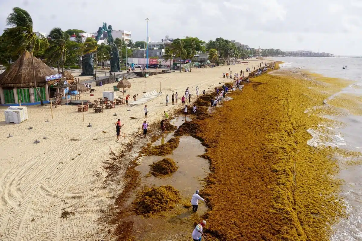 Alarma en Quintana Roo ante la ocupación masiva de sargazo en las costas