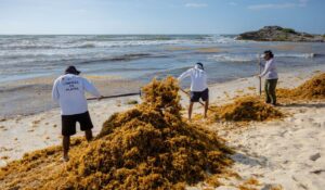 Brigadas retiran sargazo de las playas de Tulum durante la estrategia de limpieza 2026