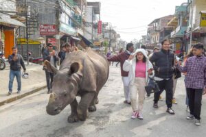 El desafío de la coexistencia: El auge de rinocerontes en Nepal transforma la vida urbana