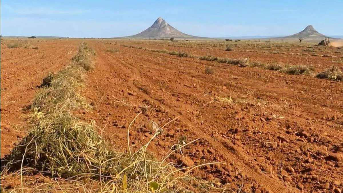 Rentabilidad del frijol en Zacatecas exige duplicar la producción actual