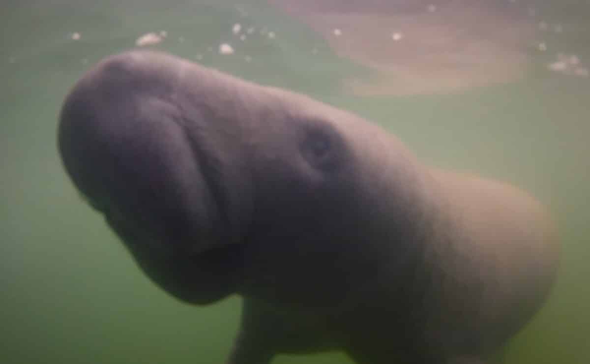 Crisis en la Bahía de Chetumal exige frenar la mortalidad del manatí