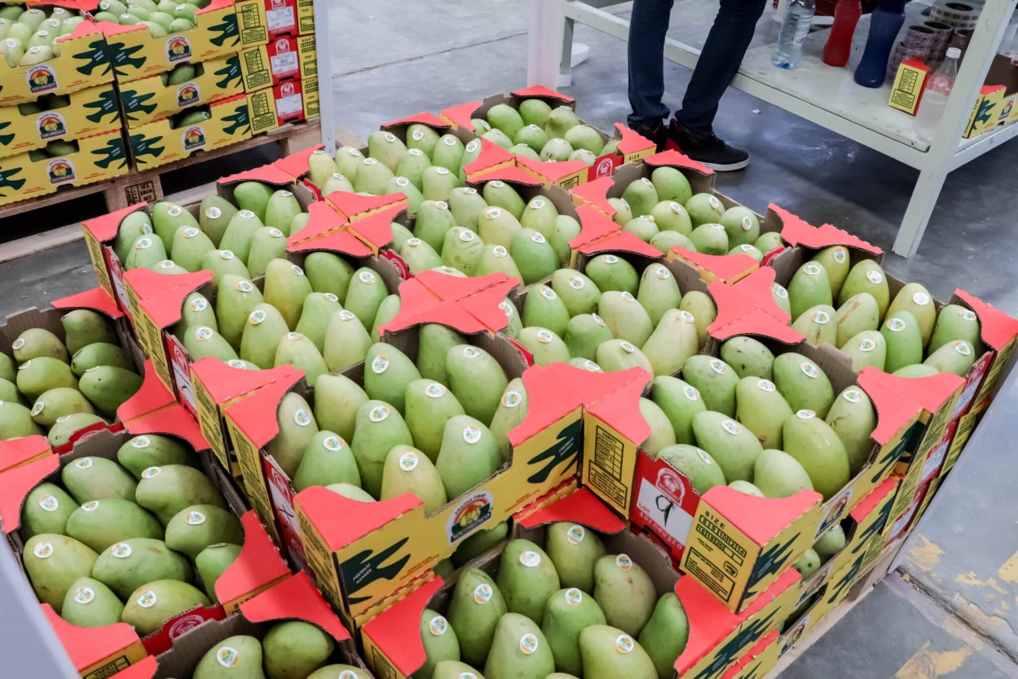 México proyecta exportar 350 mil toneladas de mango hacia Estados Unidos