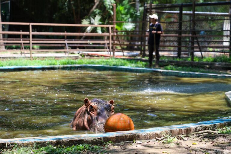Renovación histórica del Zoológico Payo Obispo potencia el bienestar animal