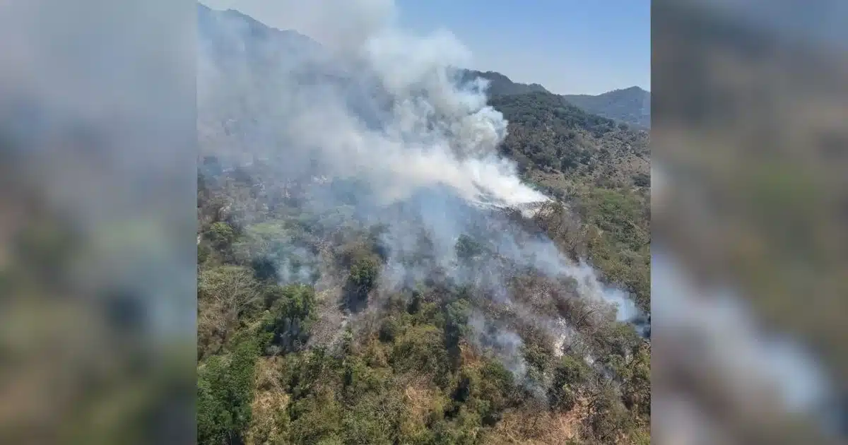 Emergencia en Cabo Corrientes: Operativo crítico para salvar el patrimonio forestal