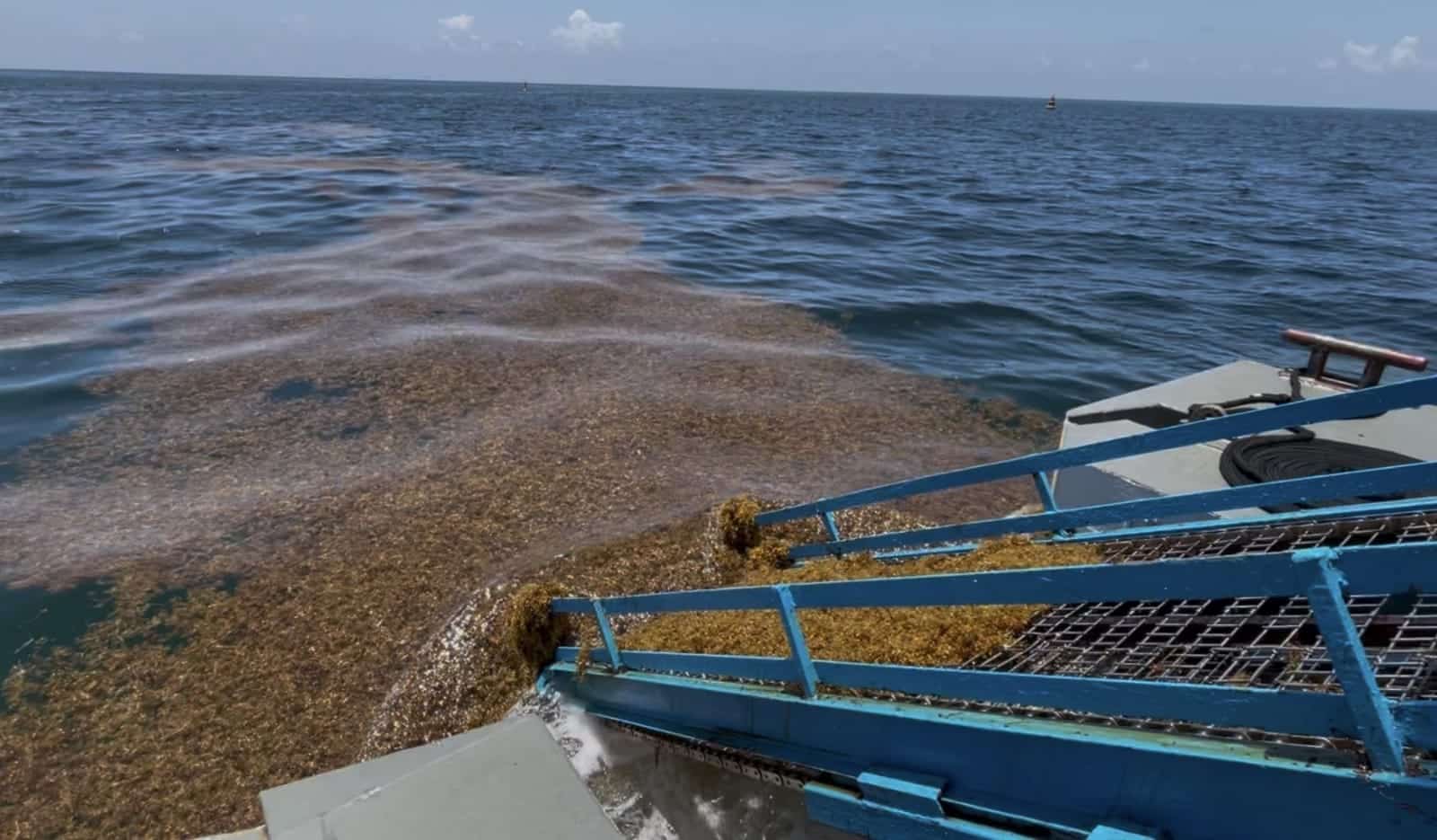 Lucha naval contra el sargazo asegura la competitividad del Caribe Mexicano