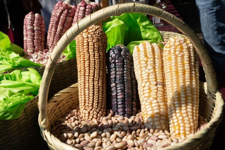 Estabilización de precios y ordenamiento comercial del maíz en México