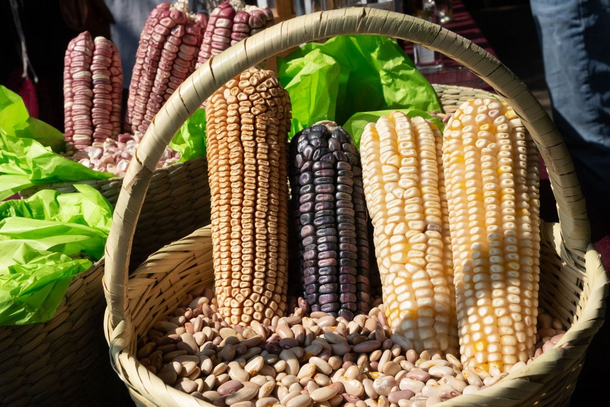 Estabilización de precios y ordenamiento comercial del maíz en México