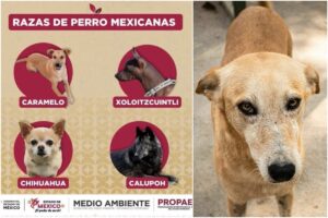 El Perro Caramelo recibe reconocimiento oficial como símbolo de la identidad canina en México
