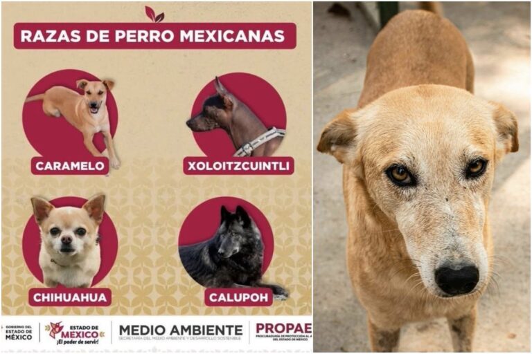 El Perro Caramelo recibe reconocimiento oficial como símbolo de la identidad canina en México