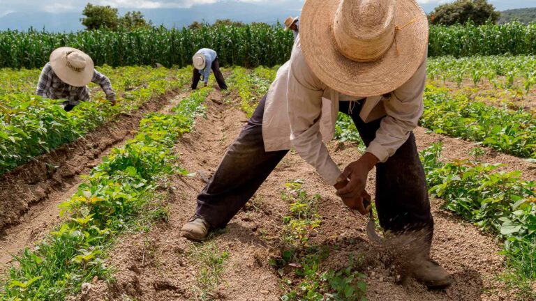 Reforma agrícola y democrática impulsa el fin de los privilegios en México