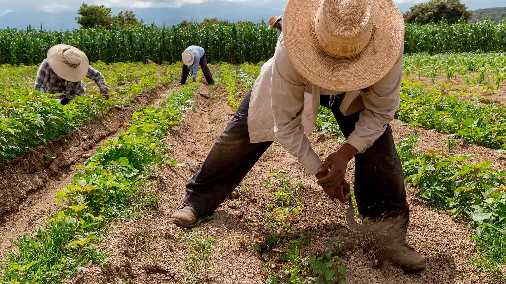 Reforma agrícola y democrática impulsa el fin de los privilegios en México