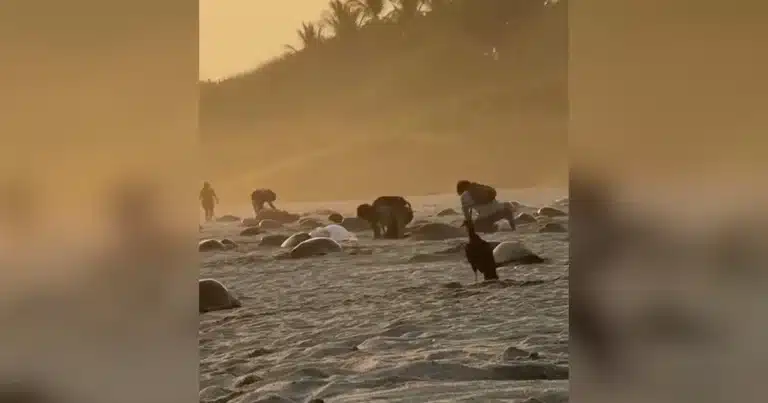 Rescate urgente de Playa Escobilla ante el saqueo masivo de tortuga golfina