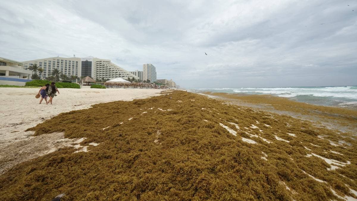 Proyecto Caribe Circular industrializa sargazo recolectado en playas de Quintana Roo