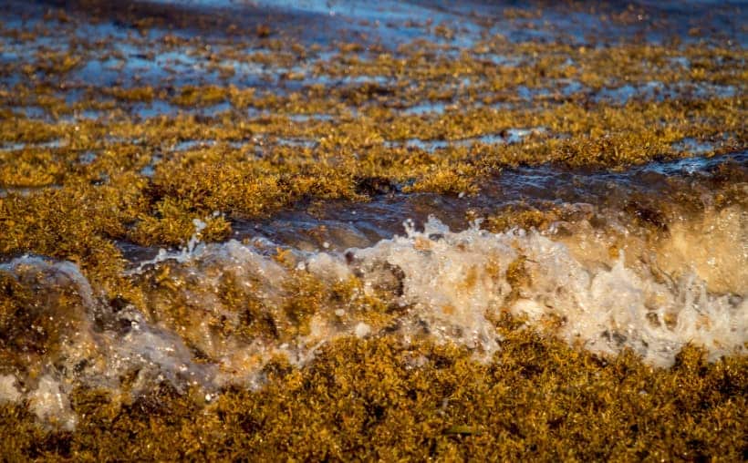 Playas de Tulum afectadas por recale de sargazo y comercios cerrados por la crisis turística.