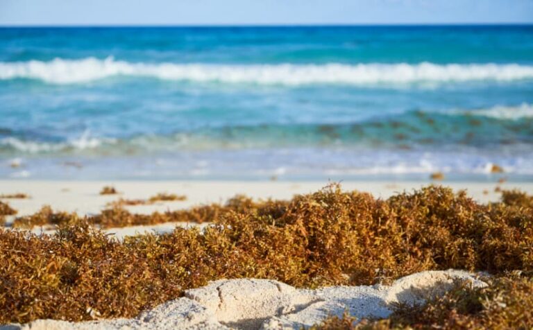 Playa de Quintana Roo con recale de sargazo y cuadrilla de limpieza durante monitoreo permanente 2026