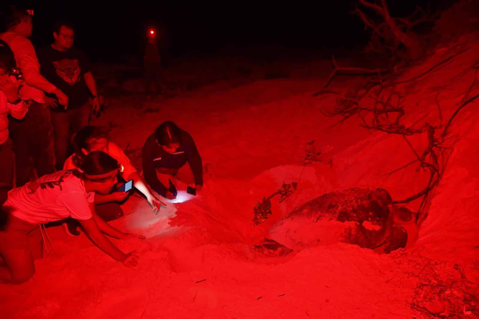 Voluntarios protegen nido de tortuga marina en playa de Cozumel durante temporada 2026
