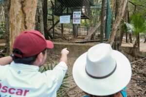 La gobernadora Mara Lezama supervisando la atención veterinaria de felinos rescatados en el refugio Aktun Chen Park de Akumal.