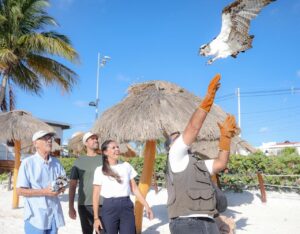 Liberación de águila pescadora rescatada en Cancún en playa de Puerto Juárez