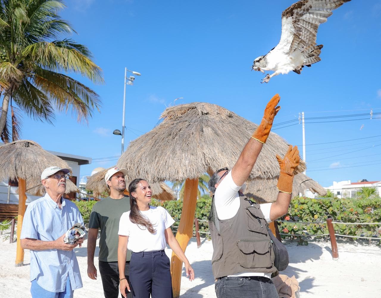 Liberación de águila pescadora rescatada en Cancún en playa de Puerto Juárez
