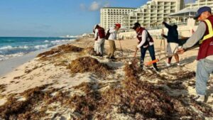 Recale masivo de sargazo en Playa Marlín, zona hotelera de Cancún, provocado por suradas