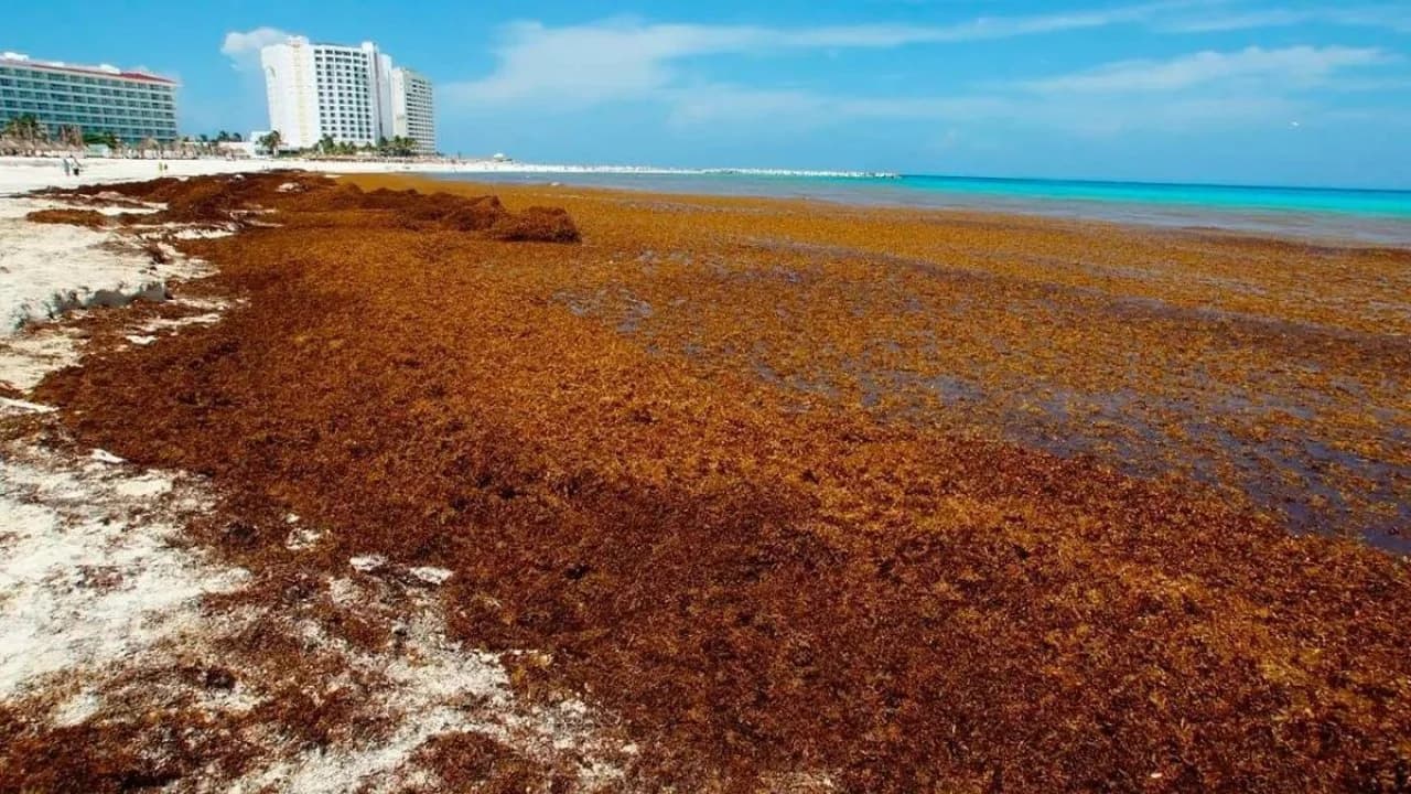 Especialista de la UNAM advierte sobre el impacto de 40 millones de toneladas de sargazo en el Atlántico y su llegada al Caribe Mexicano.