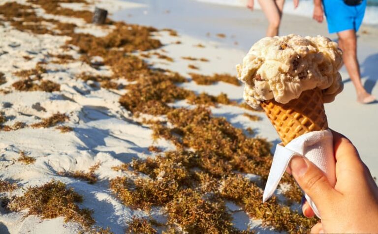 Sargazo recalado en playa que un estudio de la FIU busca convertir en helados y bebidas comestibles
