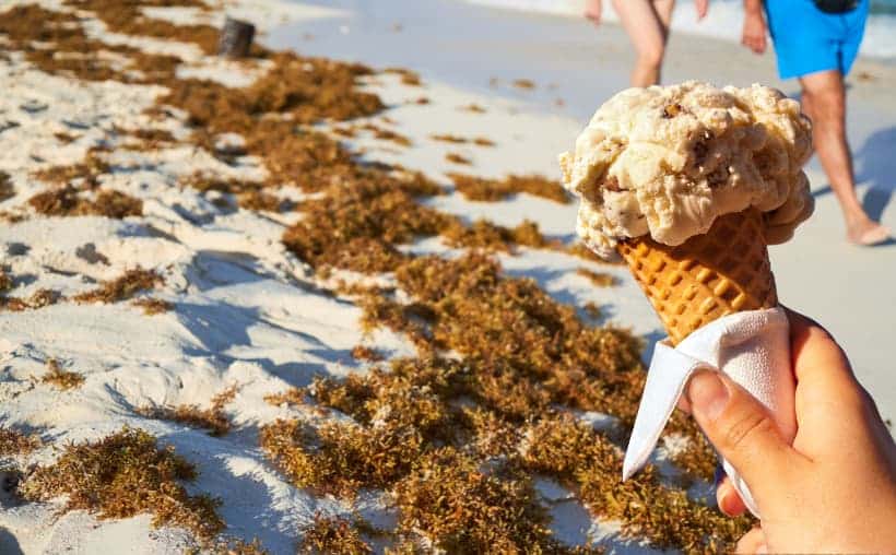Sargazo recalado en playa que un estudio de la FIU busca convertir en helados y bebidas comestibles