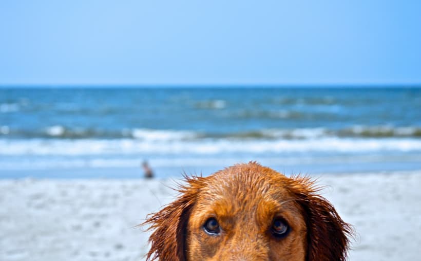 Perros con correa paseando en la playa 72 de Playa del Carmen bajo nuevas reglas de protección animal