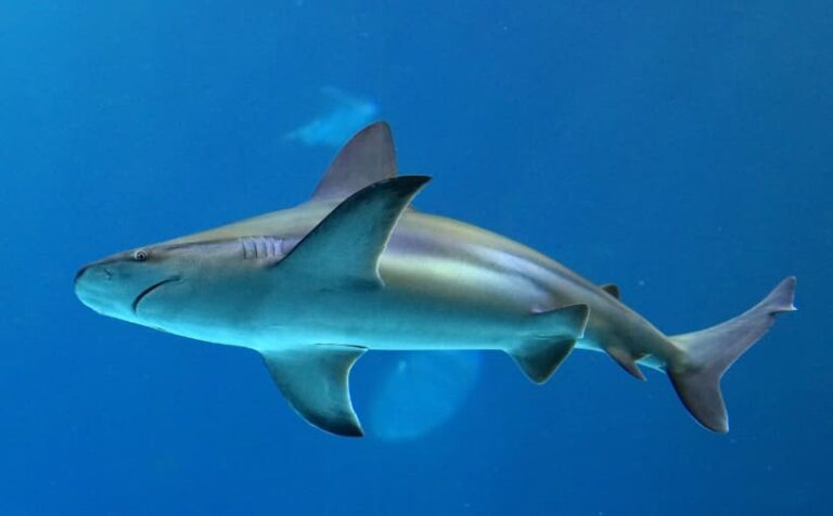 Tiburón toro nadando en el Caribe Mexicano protegido por indicación geográfica de Quintana Roo