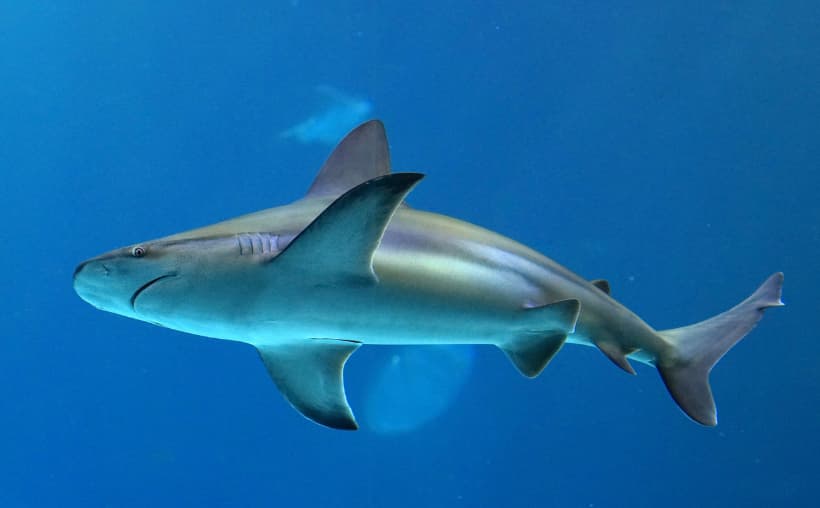 Tiburón toro nadando en el Caribe Mexicano protegido por indicación geográfica de Quintana Roo