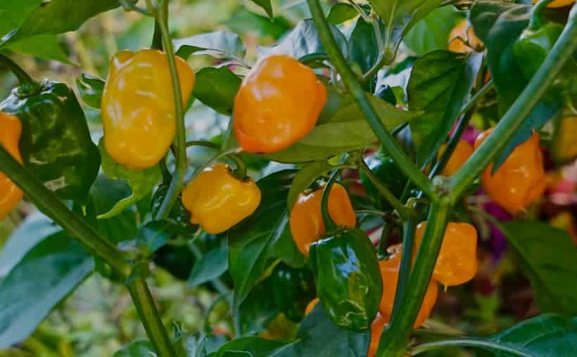 Gobernadores de la Península develan placa del Consejo Peninsular del chile habanero