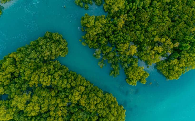 Zona de manglar afectada por maquinaria pesada junto al hotel Paradisus en Playa del Carmen