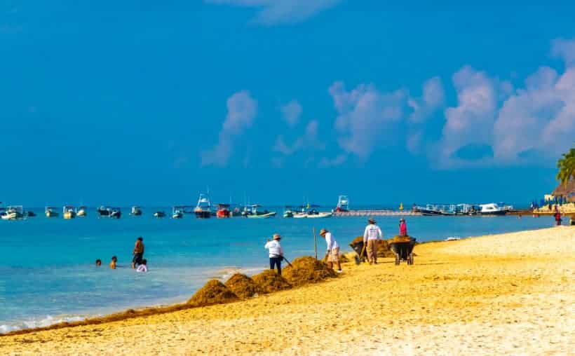 Playa con sargazo acumulado en la orilla en Playa del Carmen que afecta servicios acuáticos turísticos