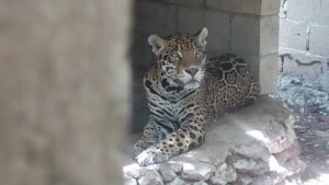 Operativo de rescate de fauna silvestre en jaulas en el predio Balam Há de Playa del Carmen