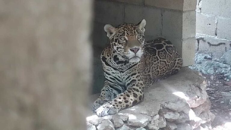 Operativo de rescate de fauna silvestre en jaulas en el predio Balam Há de Playa del Carmen
