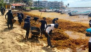 Maquinaria recolecta sargazo en una playa de Playa del Carmen, Quintana Roo, durante temporada atípica de 2026