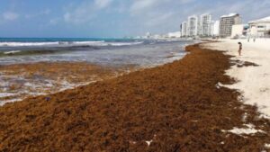 Playa de Mahahual cubierta de sargazo en la zona sur de Quintana Roo durante junio