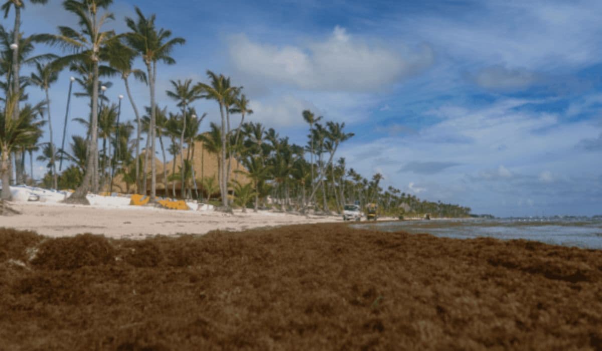 Así convierte República Dominicana el sargazo en un material que valen millones las industrias