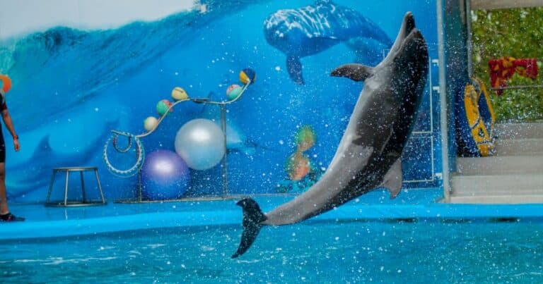 Cozumel podría albergar el primer santuario de retiro para delfines en cautiverio de América Latina