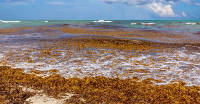 El sargazo golpea hasta el 11% del PIB de Quintana Roo y Sheinbaum prepara una estrategia federal para intentar frenarlo