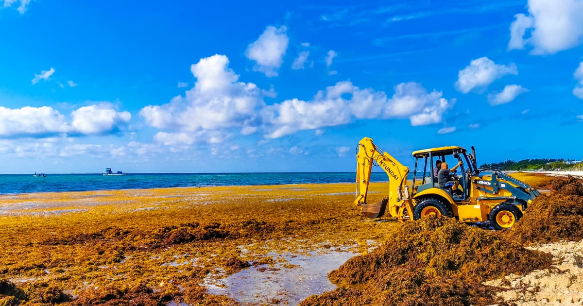 El sargazo pulveriza la temporada en Playa del Carmen náuticos pierden 80% de ventas y empresarias comparan la crisis con la pandemia