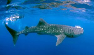 Julio y agosto, el mejor momento para nadar con el tiburón ballena en Holbox