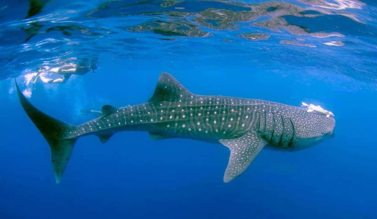 Julio y agosto, el mejor momento para nadar con el tiburón ballena en Holbox