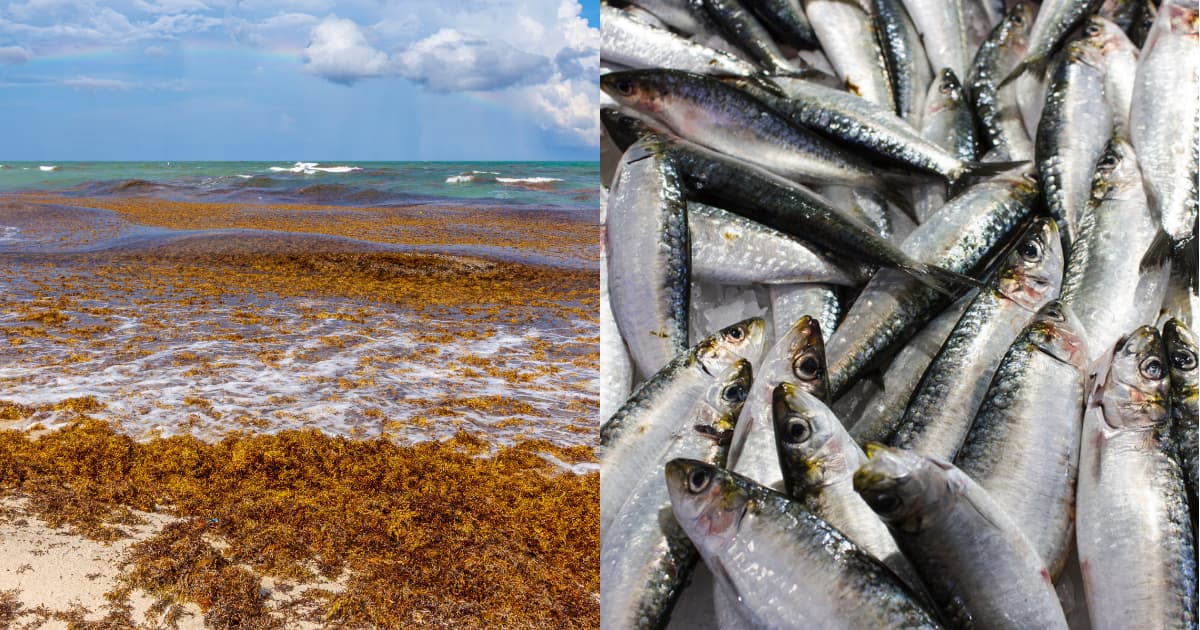 Miles de peces muertos aparecen en Punta Caracol expertos investigan si el sargazo asfixió al arrecife de Puerto Morelos