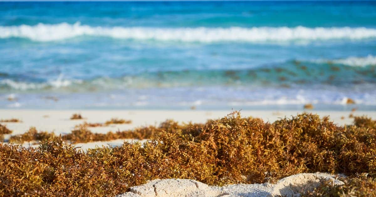 Playa del Carmen busca 150 mdp de crédito ante el golpe del sargazo a sus finanzas