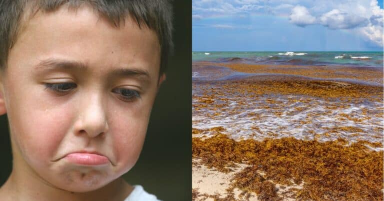 Quintana Roo enfrenta la segunda mitad del sargazo 38 mil toneladas flotan rumbo a las playas